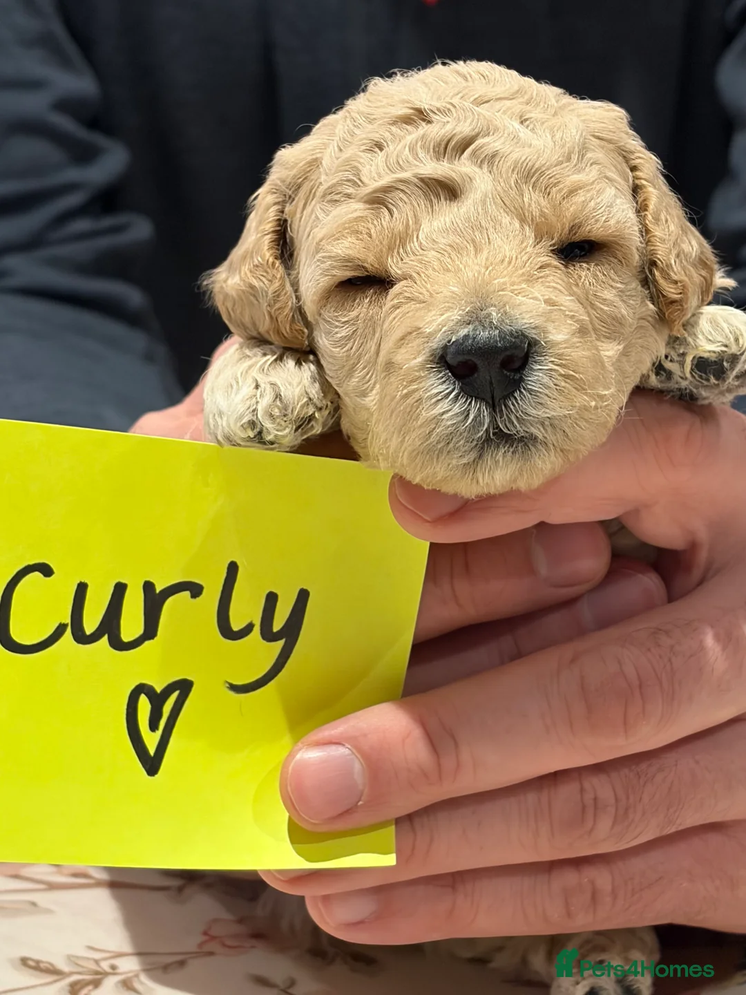 Poochon dogs for sale: 🐾Miniature Poochon puppies sold 8/2/26 - Advert 17