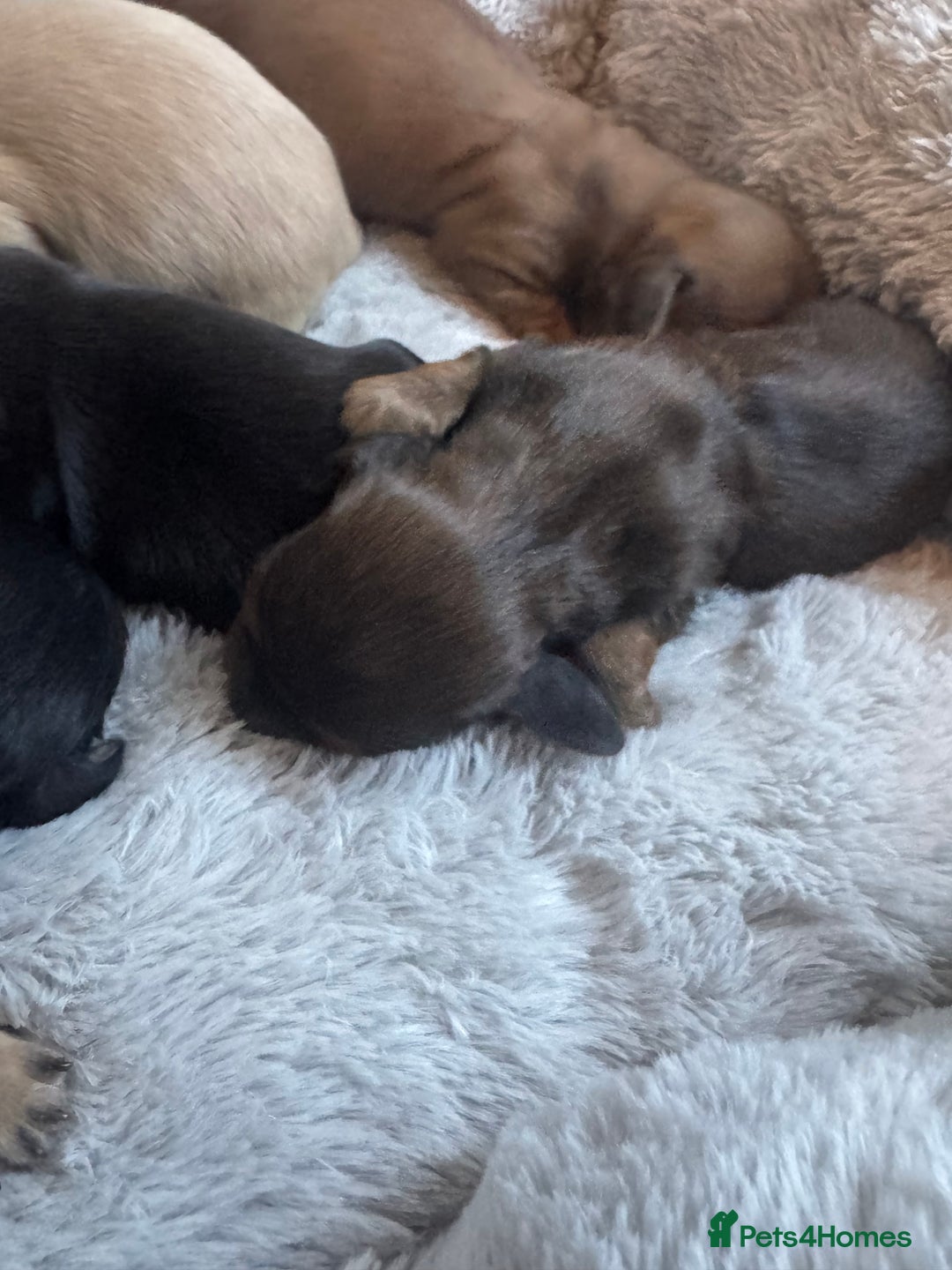 Miniature Dachshund dogs for sale: BEAUTIFUL KC LONG HAIR PUPPYS AVAILABLE TO RESERVE - Advert 8