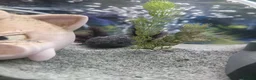 Axolotl reptiles for sale: Axanthic axolotl in Crewkerne - Advert 2