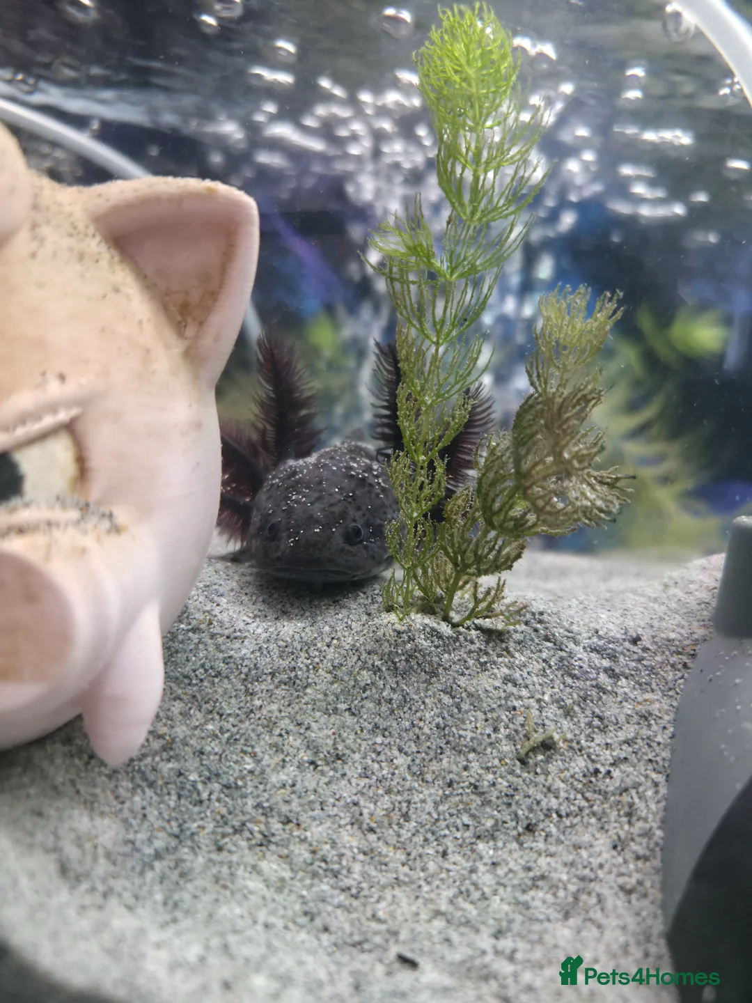 Axolotl reptiles for sale: Axanthic axolotl in Crewkerne - Advert 2