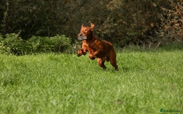 Labrador Retriever dogs for stud: Fully health tested DNA Clear  - Image 14