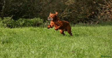 Labrador Retriever dogs - Advert 8