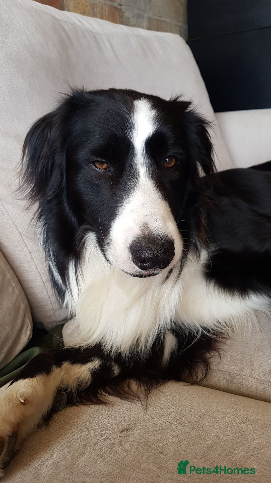 Border Collie dogs for sale: 4 female border collies - Advert 2