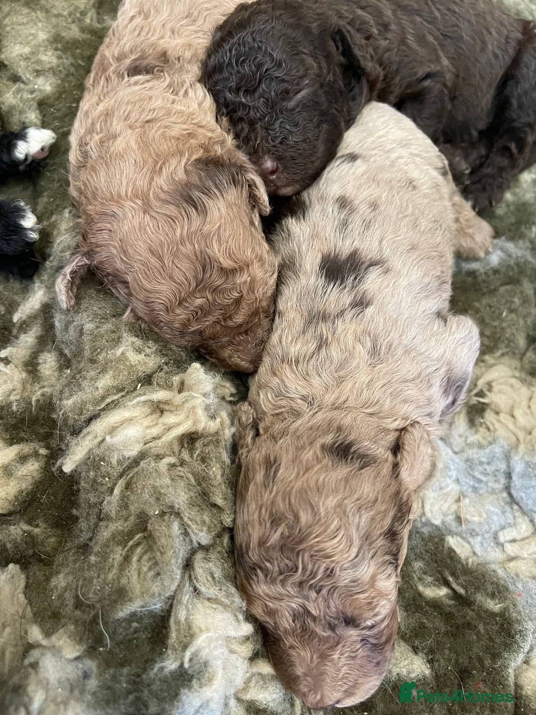 Miniature Poodle dogs for sale: 🐩Extensively Health Tested Miniature Poodles🐩 - Advert 10