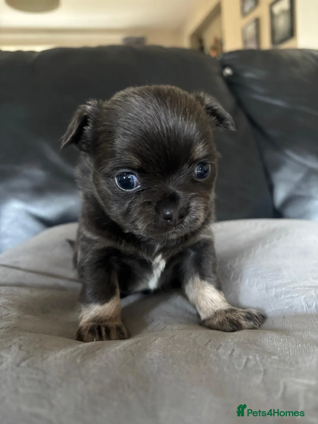 Chihuahua dogs for sale: Beautiful chihuahua puppies in Leatherhead - Advert 9