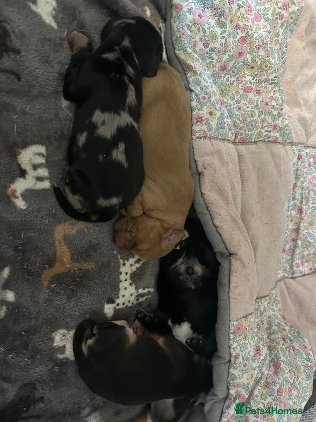 Cocker Spaniel dogs for sale: Cockerspaniel puppies 🐶 Only 2 boys to left💙 - Advert 3