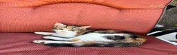 Mixed Breed cats for sale: Two gorgeous kittens looking for a home.  - Advert 17