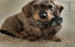 Dachshund dogs for sale: Wife haired x smooth dachshund puppy’s  - Image 7