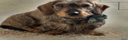 Dachshund dogs for sale: Ready now Wire haired standard x miniture puppy’s  - Advert 6
