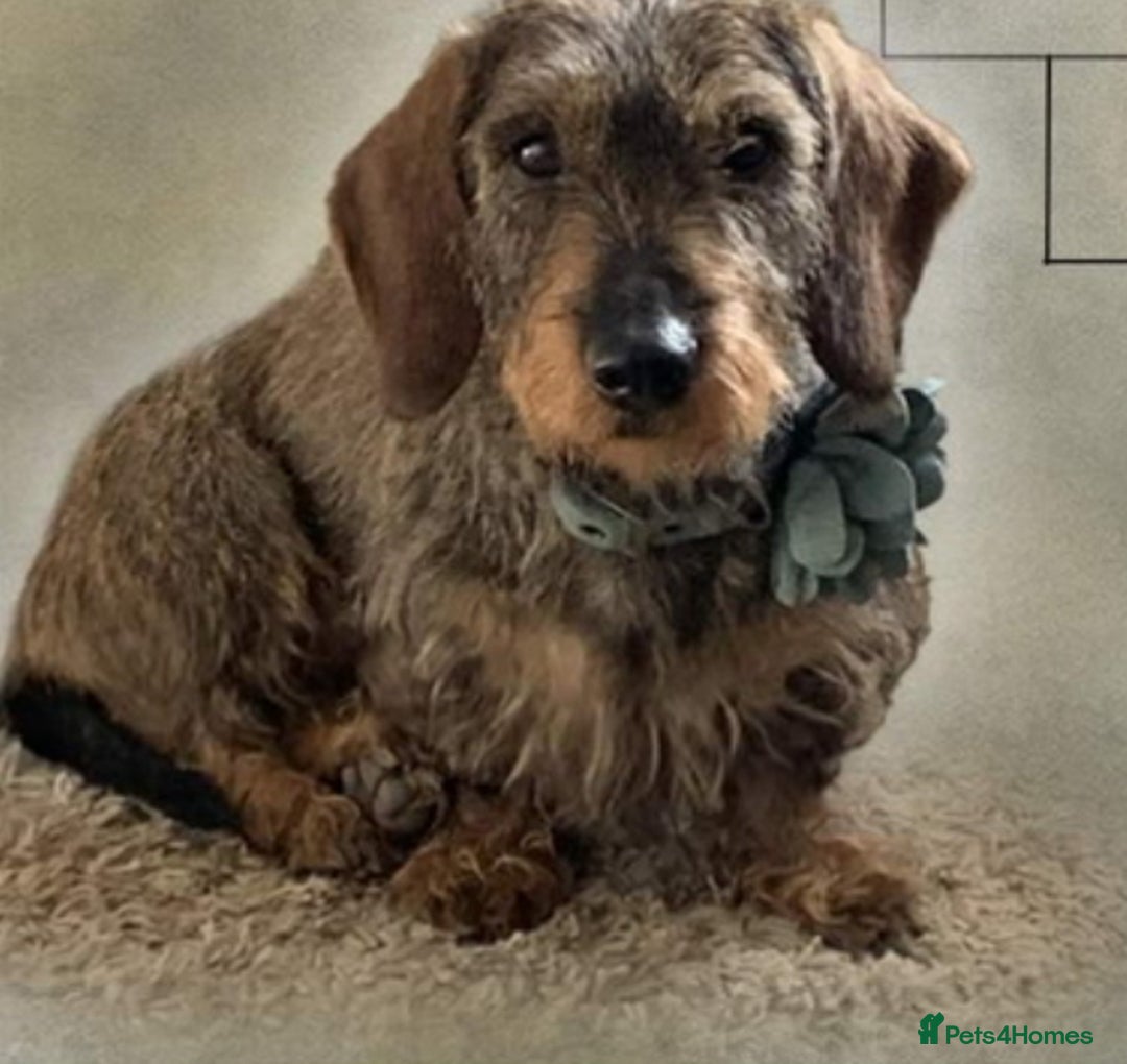 Dachshund dogs for sale: Wife haired x smooth dachshund puppy’s  - Image 7