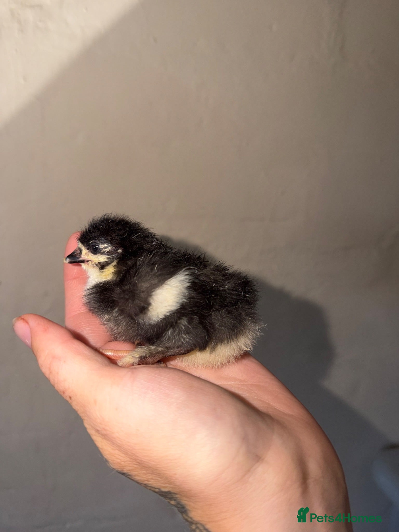 Ducks poultry Farmyard mix chicks  - Advert 2