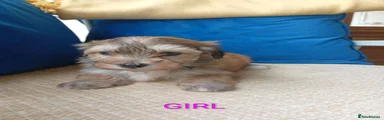 Havanese 7
