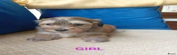 Havanese dogs for sale: Stunning full breed havanese puppies. 6 boys avail - Advert 2