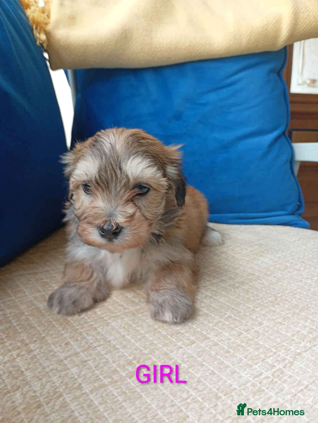 Havanese dogs for sale: Stunning full breed havanese puppies. 6 boys avail - Advert 2