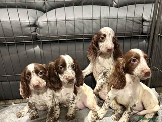 Cocker Spaniel dogs Cocker Spaniel Puppies Ready Now - Advert 3