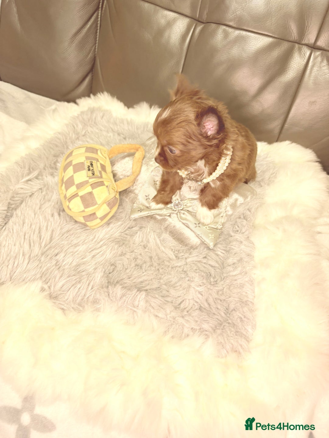 Chihuahua dogs for sale: Stunning tiny Chihuahua puppy’s male female  - Advert 32