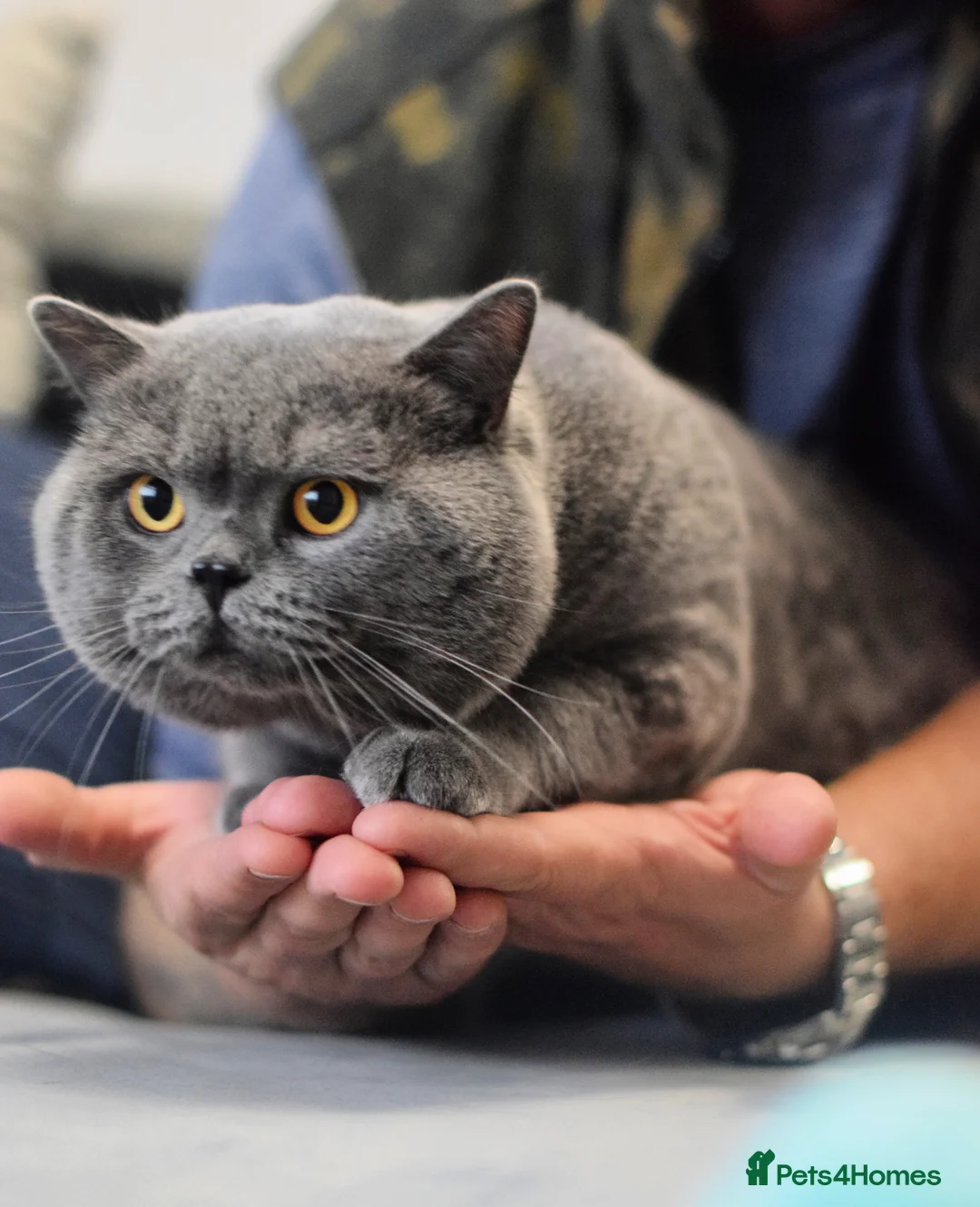 British Shorthair cats for stud: Amazing blue BSH in Corby - Advert 5