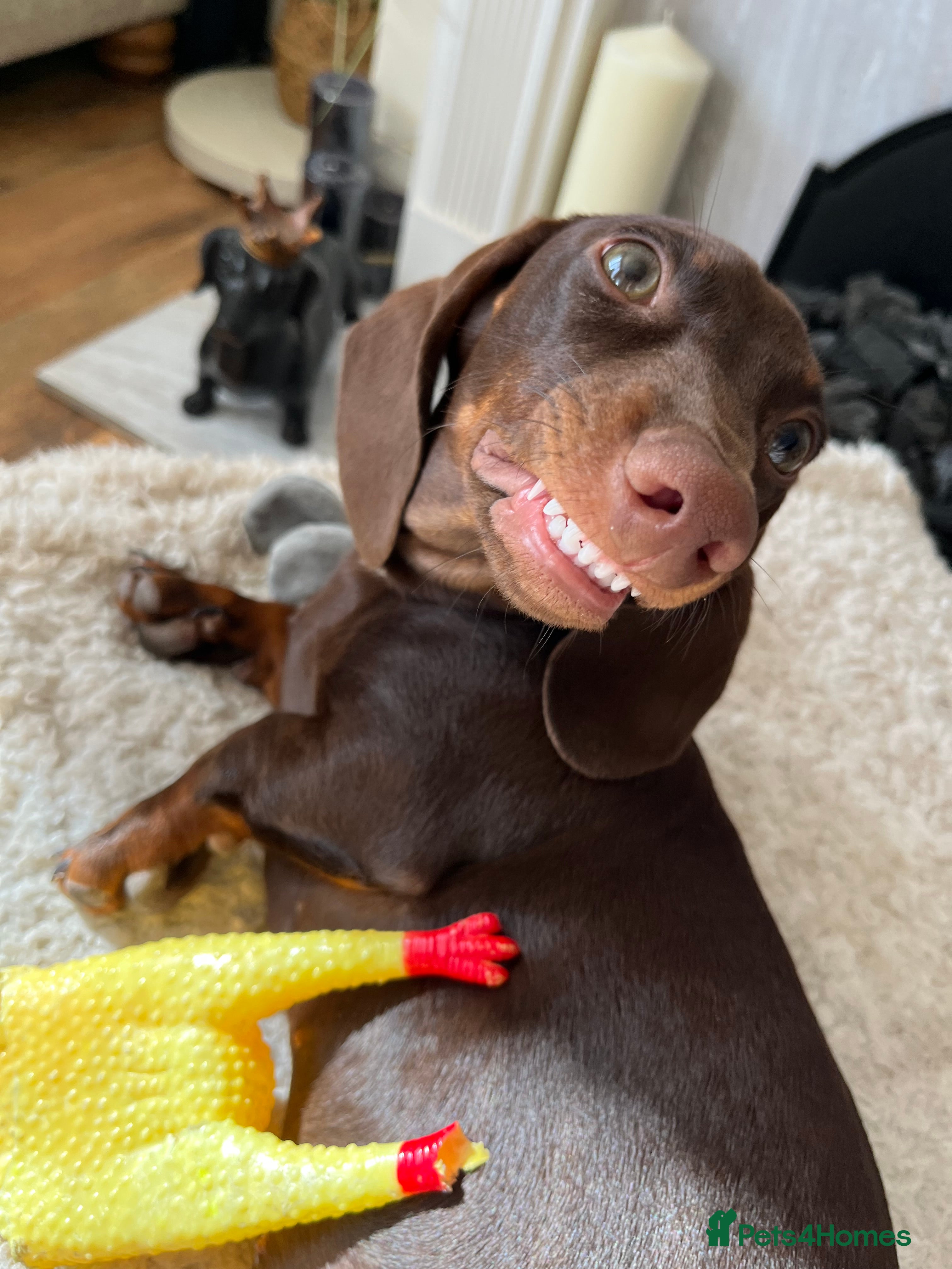 Miniature Dachshund dogs Looking for new home  - Advert 1