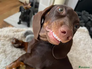 Miniature Dachshund dogs Looking for new home - Advert 1