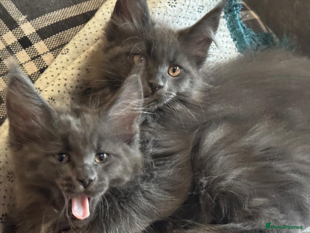 Maine Coon cats for sale: 25% OFF PURE MAINE COONS FROM CHAMPION BLOODLINE! - Image 7