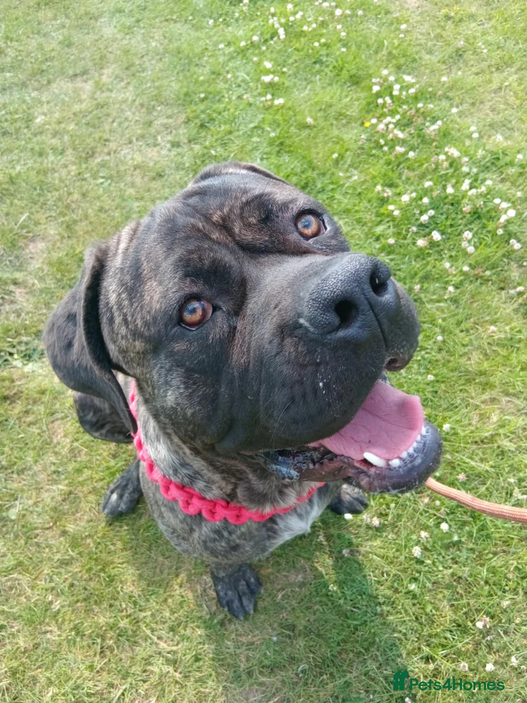 Cane Corso dogs for sale: Ja ** on - Advert 5