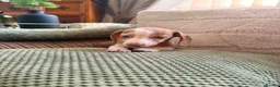 Miniature Dachshund dogs for sale: K.C Miniature Dachshunds Isabella Dapple PRA clear - Advert 4