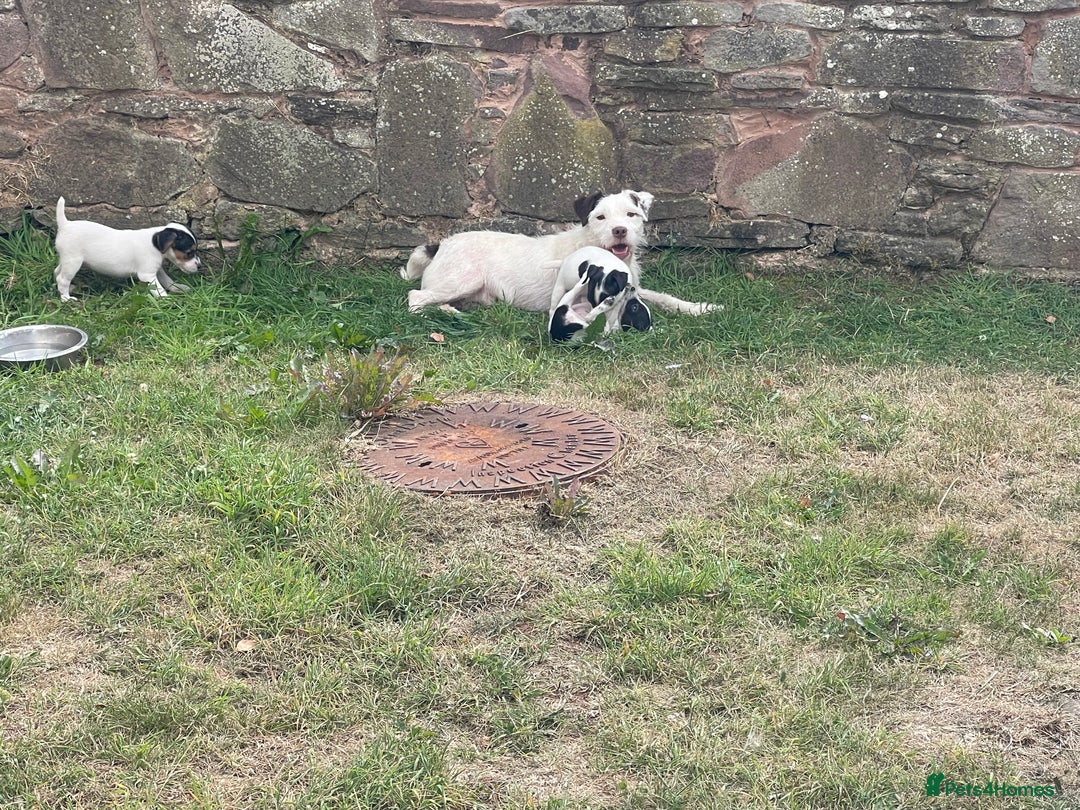Jack Russell dogs for sale: Jack Russell puppies  - Image 4
