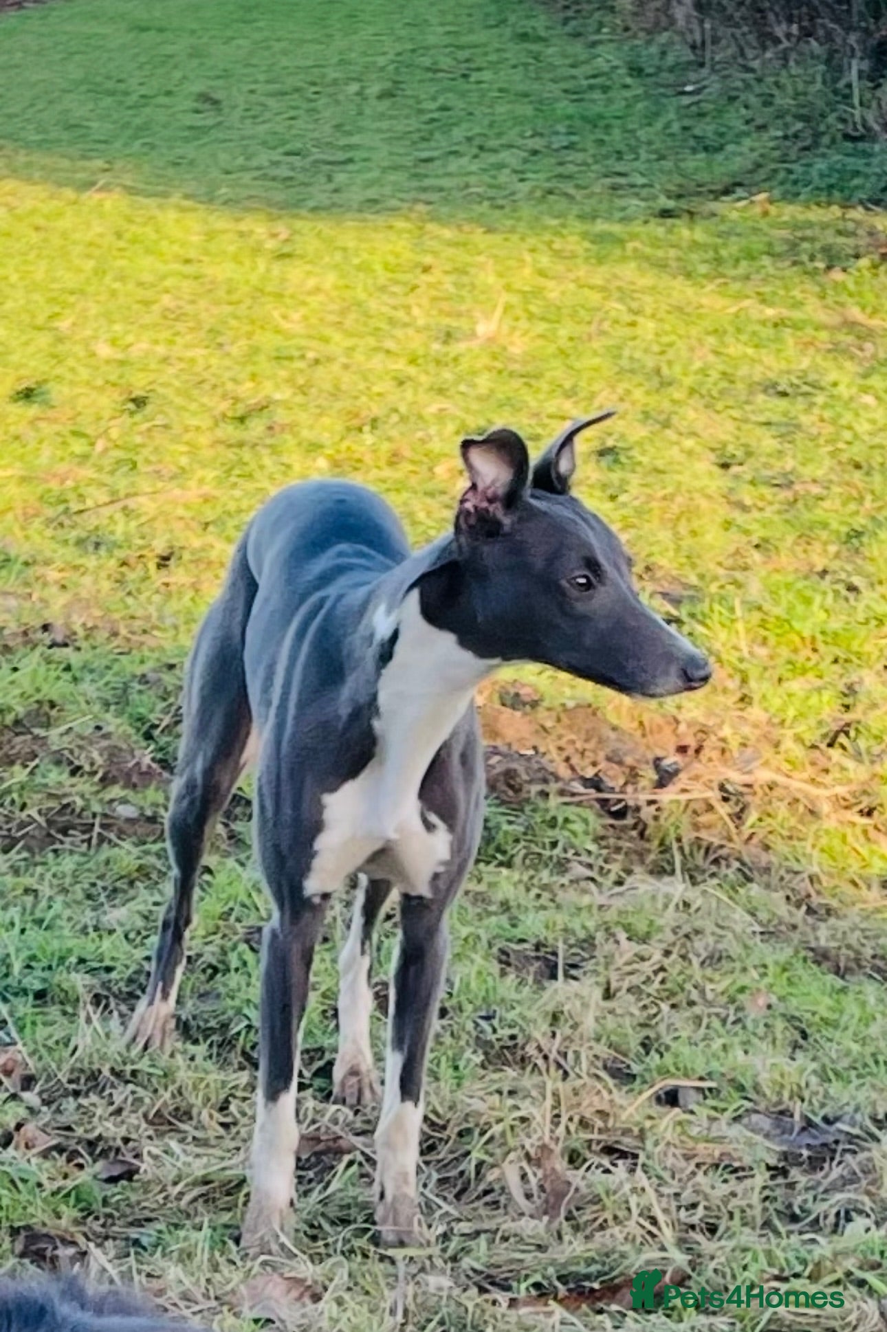 Whippet dogs Confirmed 5 Whippet Pups  - Advert 11