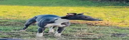 Whippet dogs for sale: Confirmed 5 Whippet Pups  in Doncaster - Advert 1