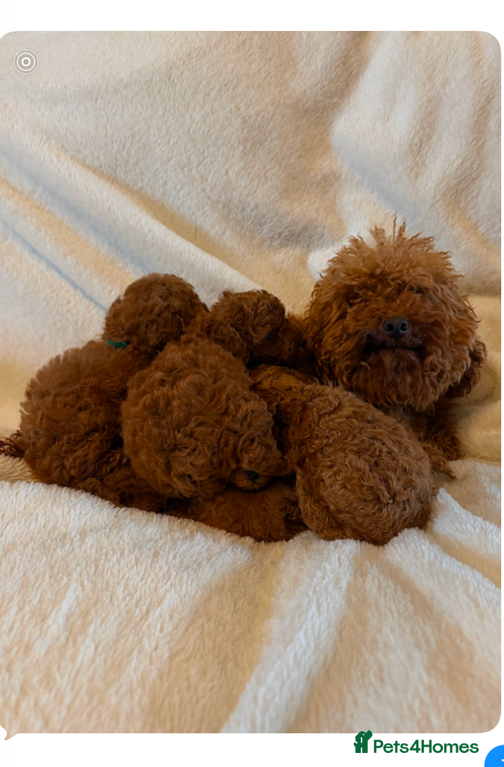 Toy Poodle dogs Deep Red Teeny Toy Poodles Ready 17th June - Advert 2