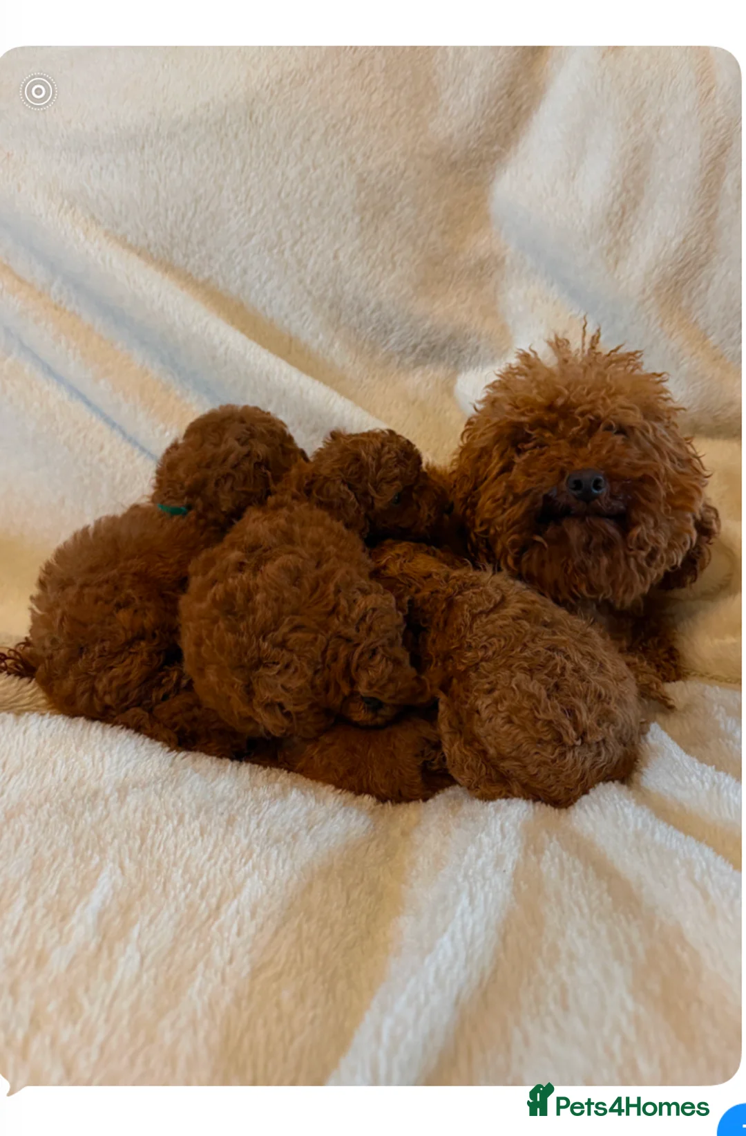 Toy Poodle dogs for sale: Deep Red Teeny Toy Poodles Ready 17th June in Gillingham - Advert 2