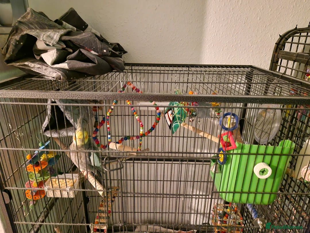 Cockatiels birds for sale: Male cockatiel with full set up - Advert 3