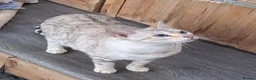 Bengal cats for sale: Beautiful Retired Bengal Female - Advert 6