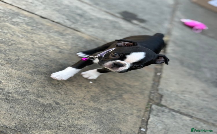 Boston Terrier dogs in Faversham - Advert 1