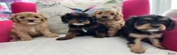 Cavapoo dogs for sale: Adorable Cavapoo puppies - Advert 6