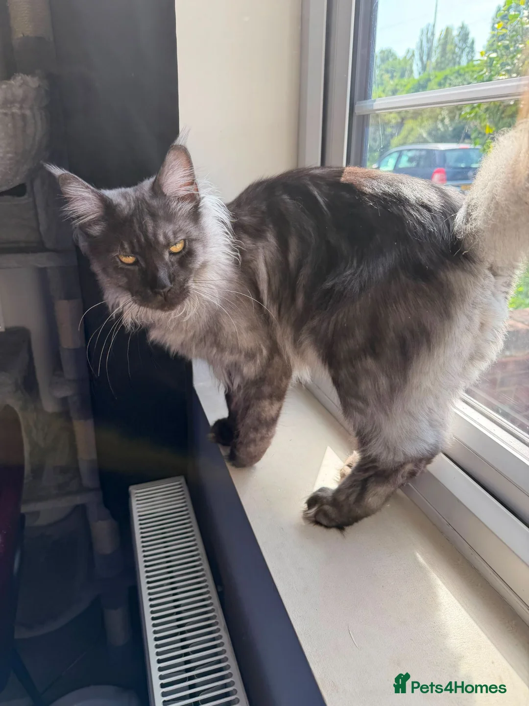 Maine Coon cats for sale: Maine coon - Advert 2