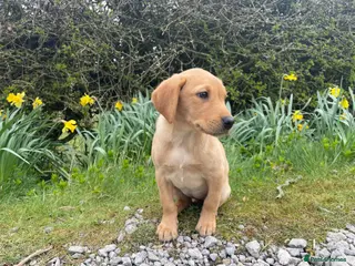 Labrador Retriever dogs KC Reg Labrador bitch - Advert 1