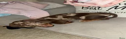 Miniature Dachshund dogs for sale: Miniature dachshund  in Ferryhill - Advert 5