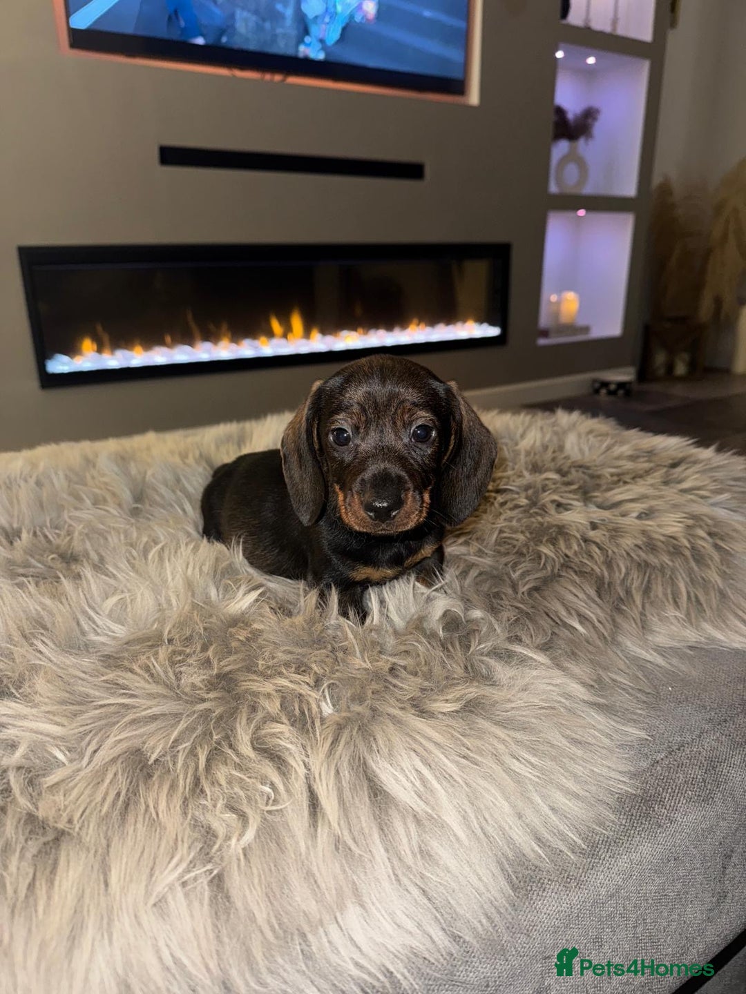 Dachshund dogs for sale: 2 beautiful wirehair dachshund (teckel) pups left - Image 4
