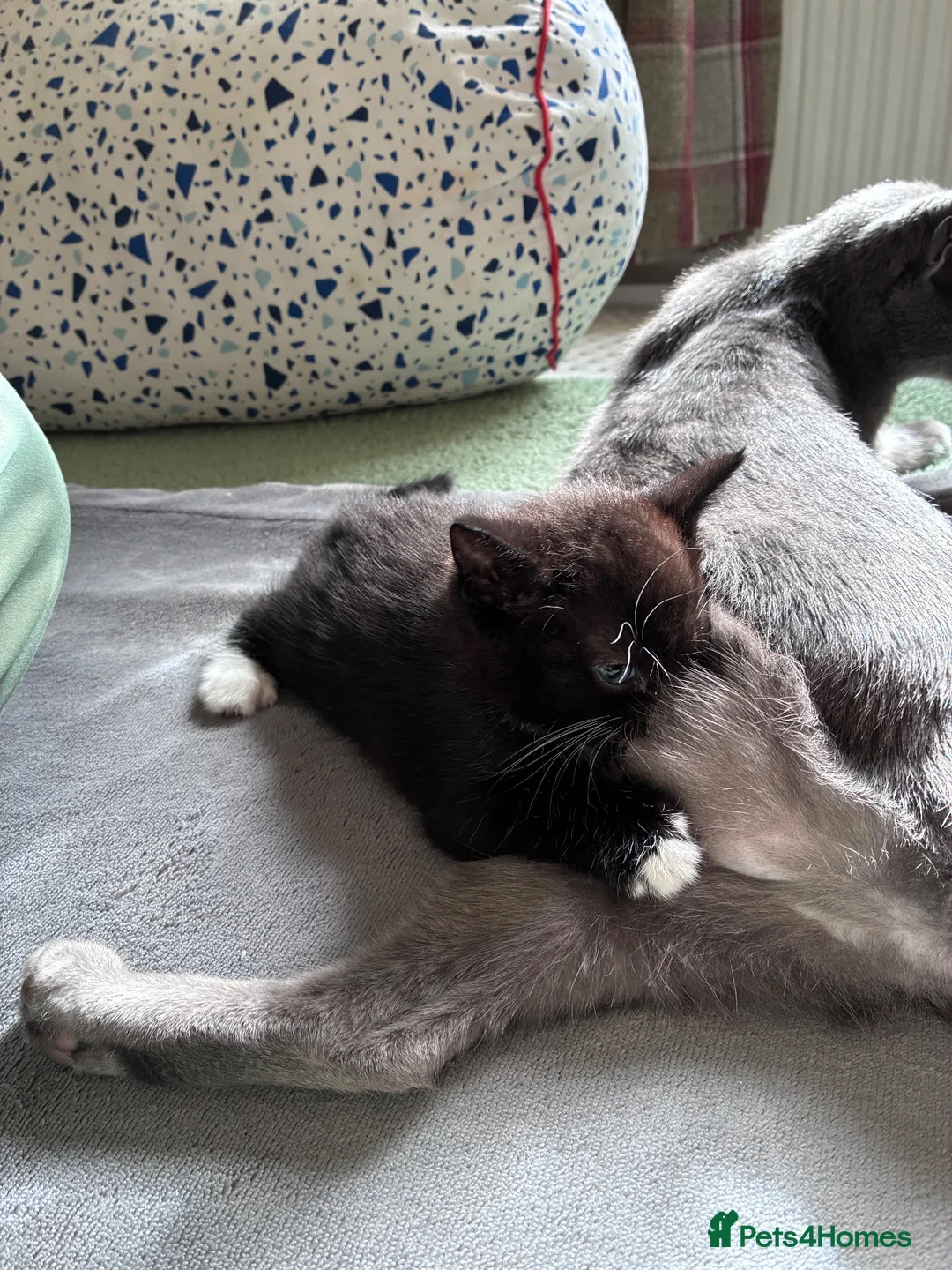 Russian Blue cats for sale: 2 Beautiful Russian Blue x Boys kittens - Advert 8
