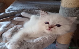 Ragdoll cats for sale: ***Ready Now Ragdoll Boys Ready For New Homes. - Image 3