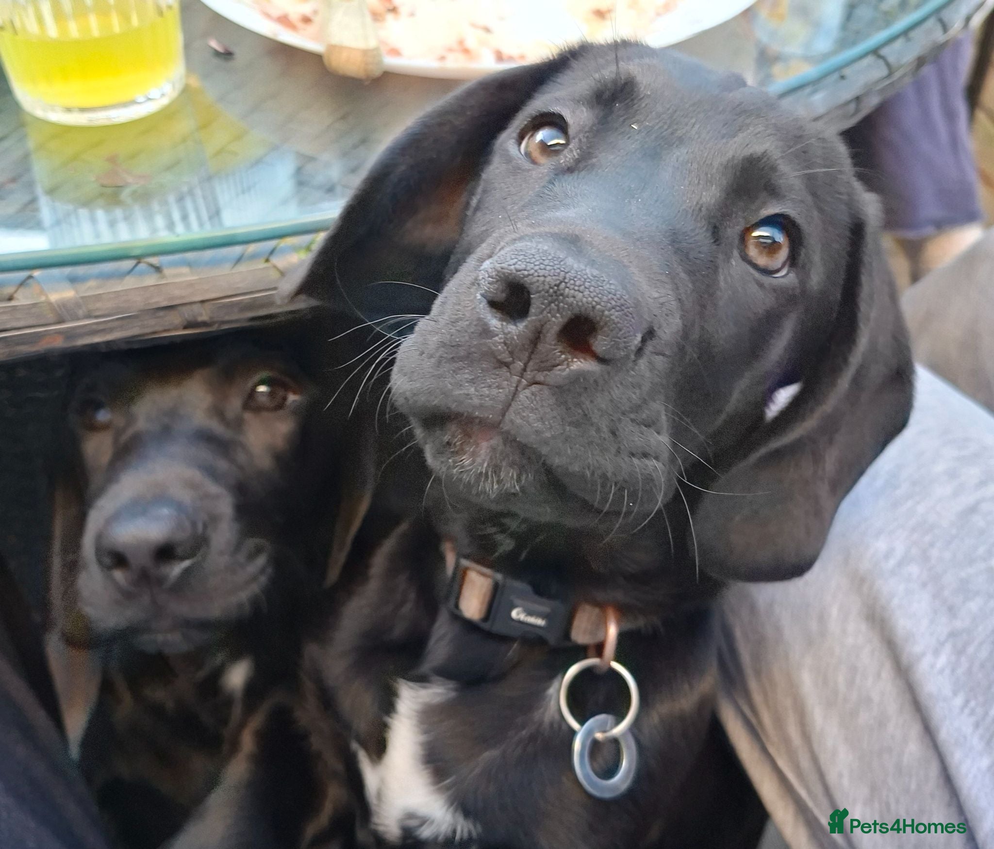 Mixed Breed dogs Male cane corso mix. Unique mix - Advert 1