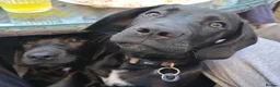 Mixed Breed dogs for sale: Male cane corso mix. Unique mix in Nottingham - Advert 1