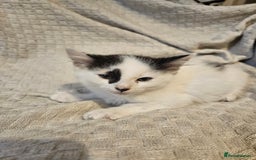 Mixed Breed cats for sale: 8 lovely kittens for sale - Image 10
