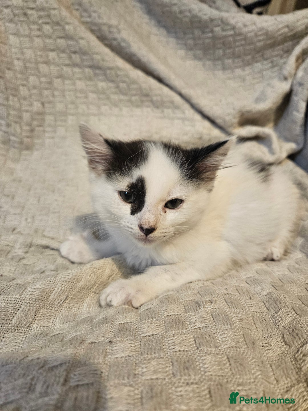 Mixed Breed cats for sale: 8 lovely kittens for sale - Image 10