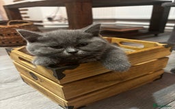Scottish Fold cats for sale: Adorable Scottish Fold and Straight Kittens  - Image 35