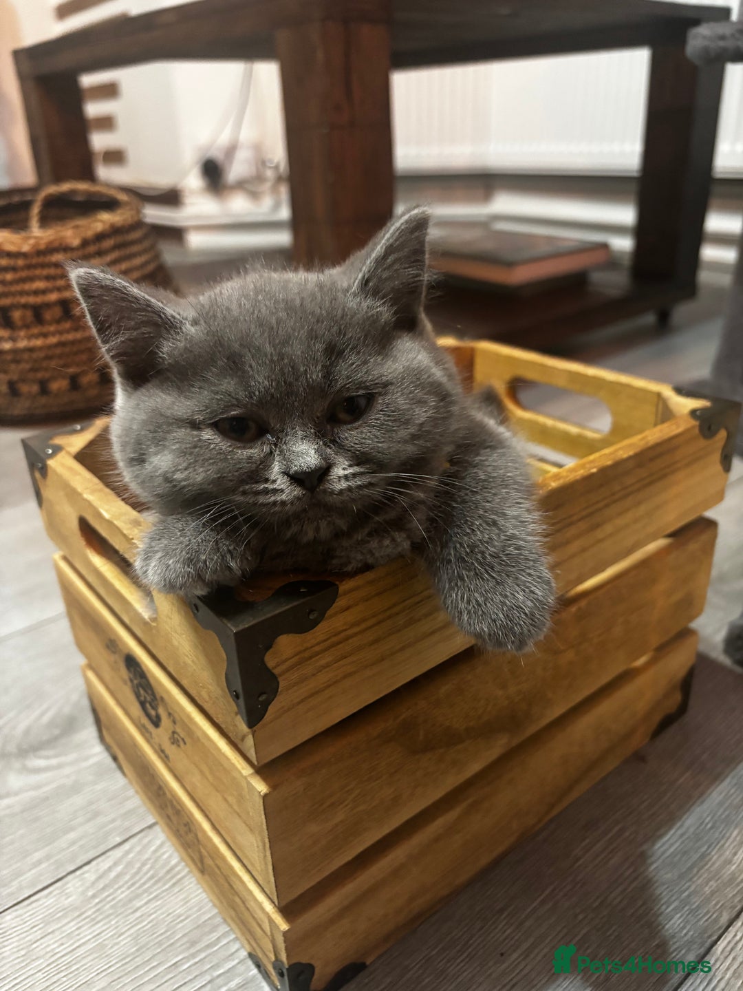 Scottish Fold cats for sale: Adorable Scottish Fold and Straight Kittens  - Image 35
