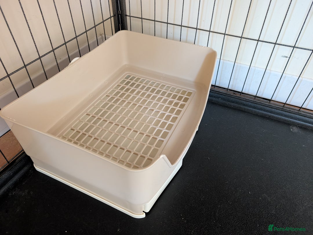 Mini Lop rabbits for sale: Rabbits for sale with everything  - Advert 13