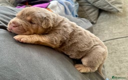 Shar Pei dogs for stud: Casanova - Tan pointed flower bear coat 🏆 - Image 13