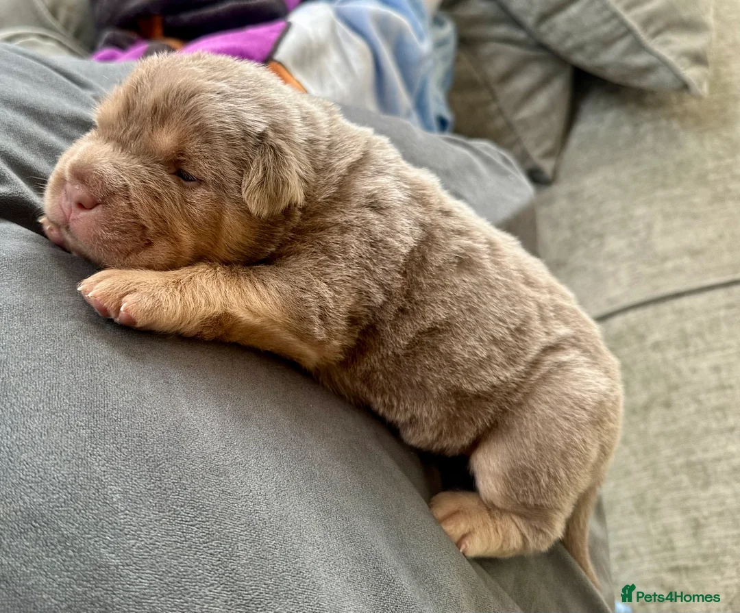 Shar Pei dogs for stud: Casanova - Tan pointed flower bear coat 🏆 - Advert 13